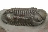 Pair Of Struveaspis Trilobites - Jorf, Morocco #233138-8